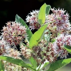 Showy Milkweed Seeds