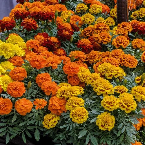 Super Hero™ Mix Marigold Seeds - Image 2
