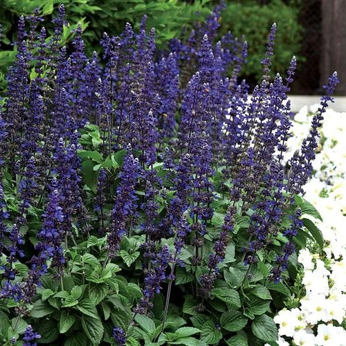 Big Blue Salvia Seeds - Image 2