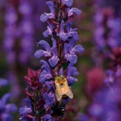 Salvatore Blue Salvia Seeds