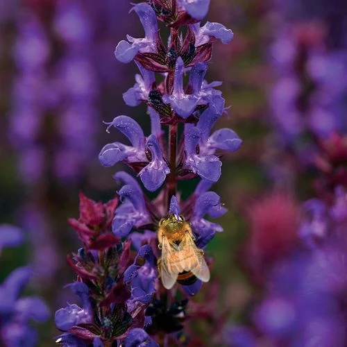 Salvatore Blue Salvia Seeds