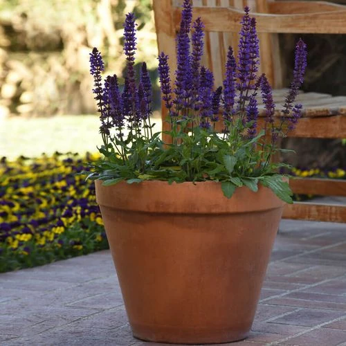 Salvatore Blue Salvia Seeds - Image 2
