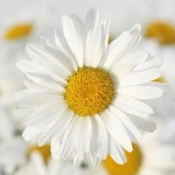 White Lion Shasta Daisy Seeds