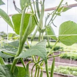 Seychelles Pole Bean Seeds