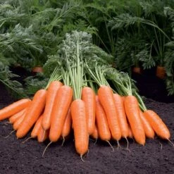 Berlin Hybrid Carrot Seeds