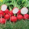 Roxanne Hybrid Radish Seeds
