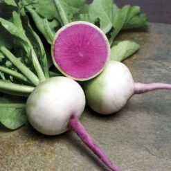 Starburst Hybrid Radish Seeds