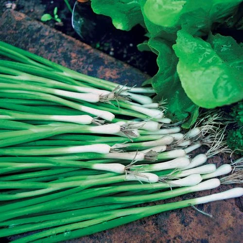 Warrior Bunching Onion Seeds - Image 2