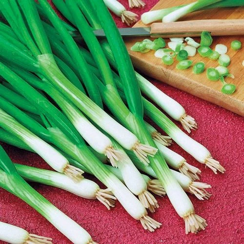 Warrior Bunching Onion Seeds - Image 3