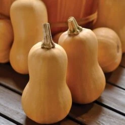 Butterbaby Organic Squash Seeds