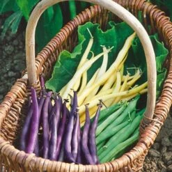 Mardi Gras Blend Bush Bean Seeds