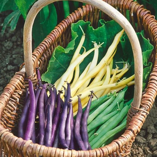 Mardi Gras Blend Bush Bean Seeds