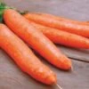 Little Finger Organic Carrot Seeds
