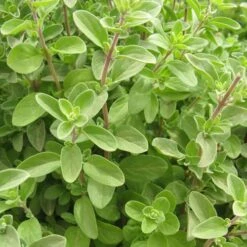 Sweet Marjoram Organic Seeds