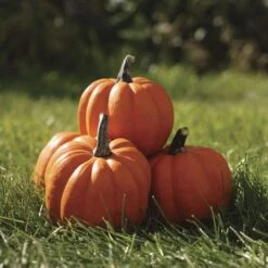 Goldilocks F1 Acorn Squash Seeds