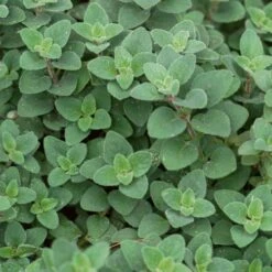 Cleopatra Organic Oregano Seeds