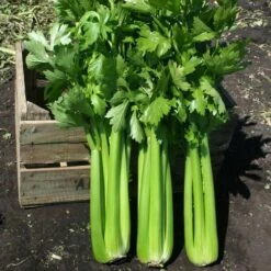 Hadrian Hybrid Celery Seeds