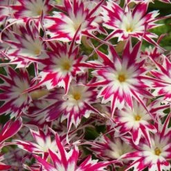 Popstars™ Rose With Eye Phlox Seeds