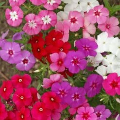 Mixed Annual Phlox Seeds