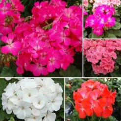 Geranium Nano Seed Collection