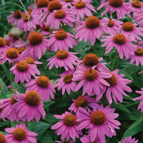 Echinacea PowWow® Wild Berry Coneflower