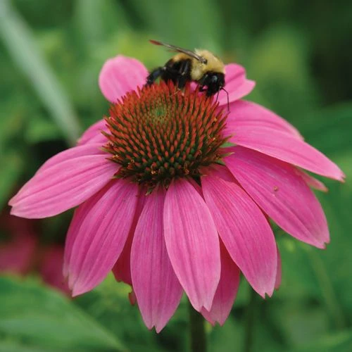 Echinacea PowWow® Wild Berry Coneflower - Image 2