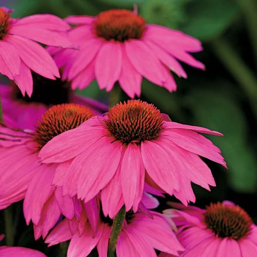 Echinacea PowWow® Wild Berry Coneflower - Image 3