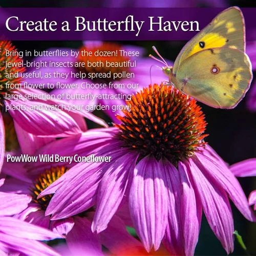 Echinacea PowWow® Wild Berry Coneflower - Image 4