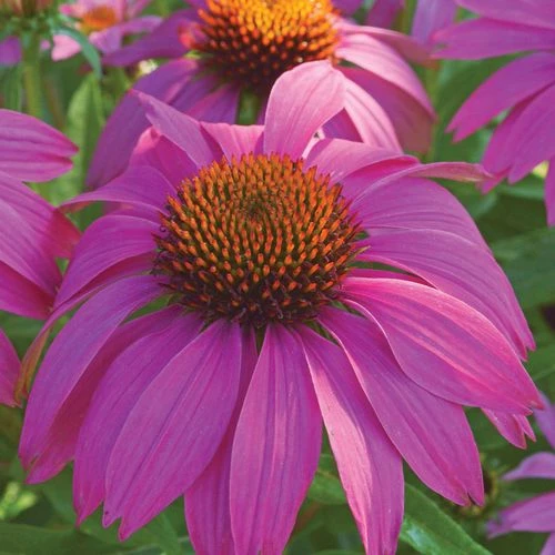 Echinacea PowWow® Wild Berry Coneflower - Image 5