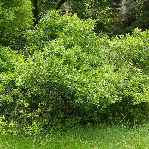 Myrica Northern Bayberry