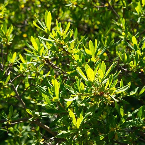 Myrica Northern Bayberry - Image 2